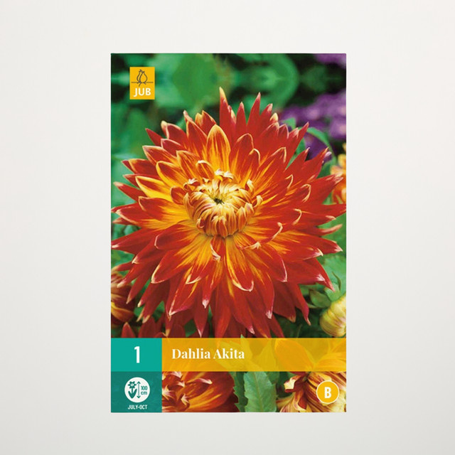 Schmuckdahlie Akita Knolle von BLUME2000 für Beete, Balkon und Terrasse - Bild 1