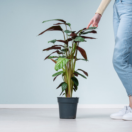 Calathea Green Flag Zimmerpflanze von BLUME2000, grün gemustertes Blattwerk