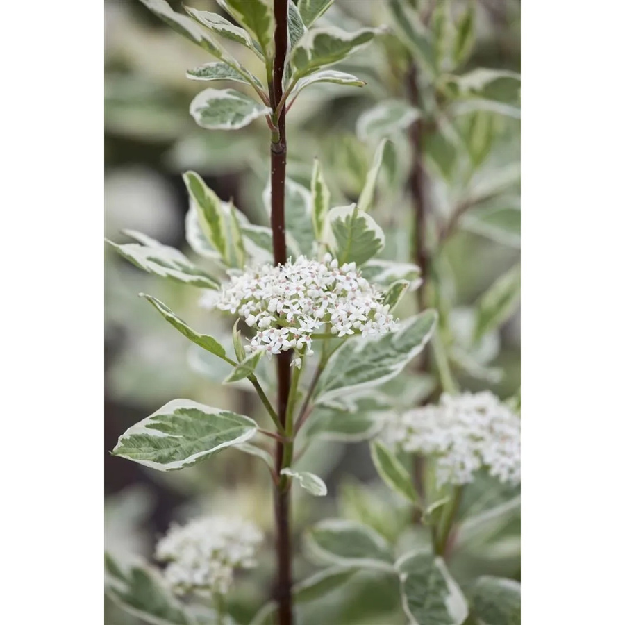 Cornus Alba Elegantissima Weißer Hartriegel Buntlaubig von Pflanzen für dich, Höhe: 60–100 cm - Bild 2