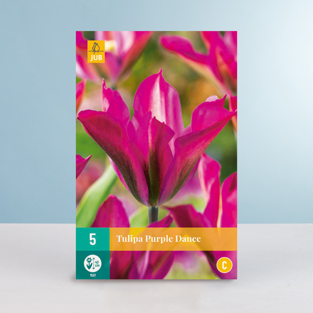 Viridiflora-Tulpe Purple Dance von BLUME2000, 5 Zwiebeln - Bild 1