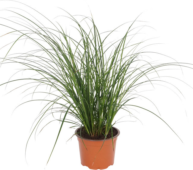 Carex Magic Green, grüne Zierpflanze für Garten und Innenräume - Bild 1