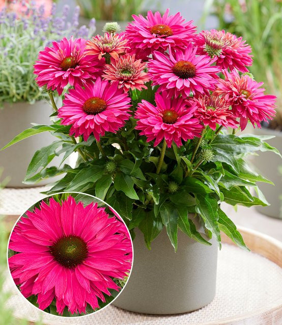 Echinacea SunSeekers Sweet Fuchsia Sonnenhut - Bild 1