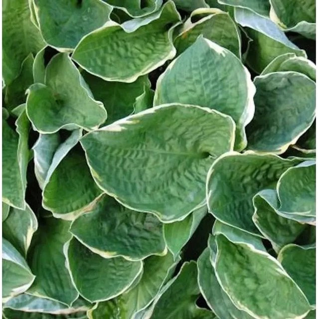 Grünblattfunkie Christmas Tree Hosta sieboldiana als grüner Bodendecker im Topf - Bild 1
