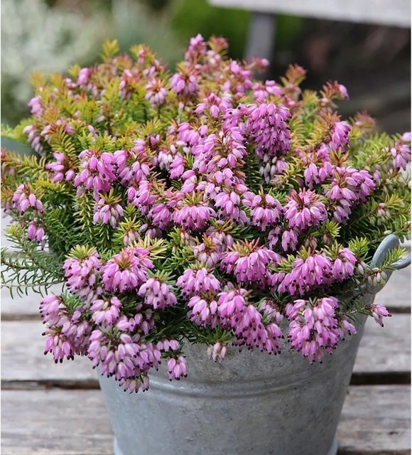 10x Winterheide Erica carnea in Pink von Nr-01.de - Bild 1