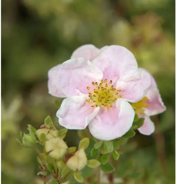10x Fünffingerstrauch Princess Potentilla fruticosa als Zierstrauch und Bodendecker für deinen Garten - Bild 1