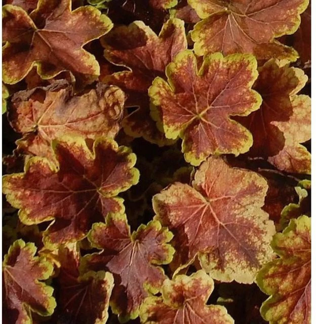 Heucherella tiarelloides Solar Eclipse Purpurglöckchen mehrjährige Bodendecker Pflanze in Topf - Bild 1