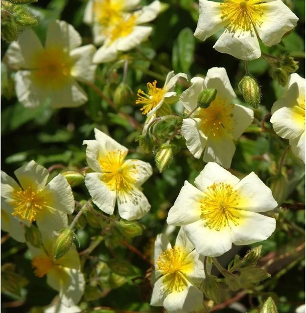 Sonnenröschen Helianthemum cultivum Elfenbeinglanz weiß als Bodendecker und Stauden für Steingärten und Einfassungen - Bild 1