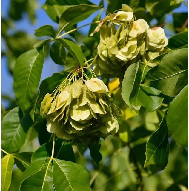 Kleeulme Ptelea trifoliata Strauch in Grün, Höhe: 60-80 cm - Bild 1