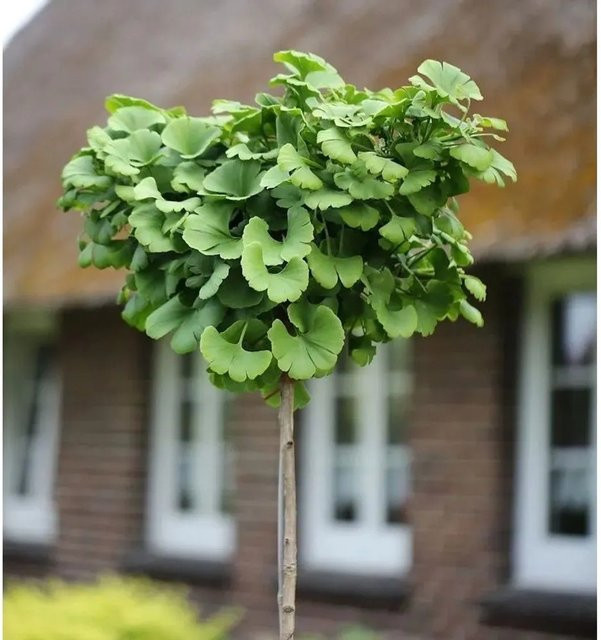 Ginkgo biloba Hochstamm Fächerblattbaum von Nr-01.de, grün, 40-60 cm - Bild 1