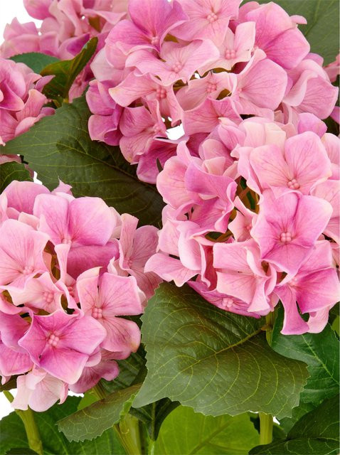 Gasper Kunstpflanze in Pink, Topfpflanze für den Tisch, Höhe: 35,0 cm, Breite: 26,0 cm, Tiefe: 24,0 cm - Bild 1