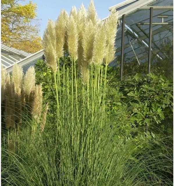 Pampasgras Esperanta Cortaderia selloana im XXXL Topf von Die Nr-01.de - Bild 1