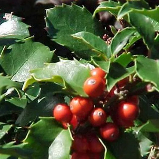 Arborix Stechpalme Blue Princess Ilex meserveae mit blaugrünem Laub im Container, Höhe: 40 bis 60 cm - Bild 1
