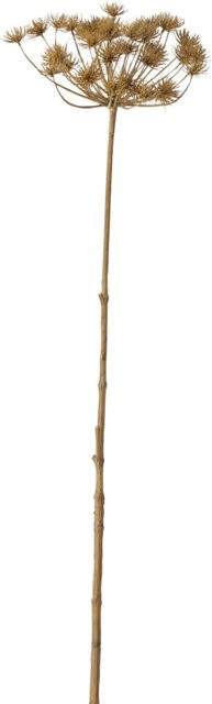 Kunstpflanze Bärenklau von SANSIBAR LIVING in Grün mit braunen und goldenen Akzenten, Höhe: 125 cm, Breite: 30 cm - Bild 1