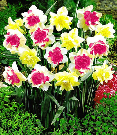 Narzissen Double Duo Mix Blumenzwiebeln