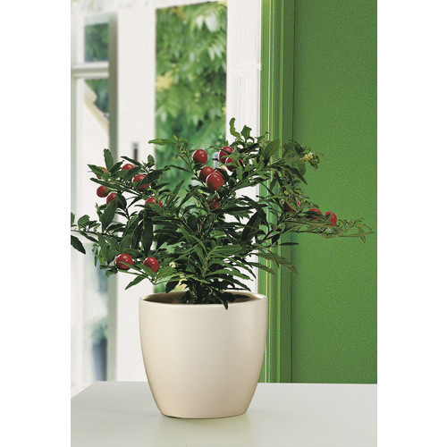 Scheurich Übertopf aus Keramik, rund, Farbe: Beige, Durchmesser: 22 cm - Bild 2