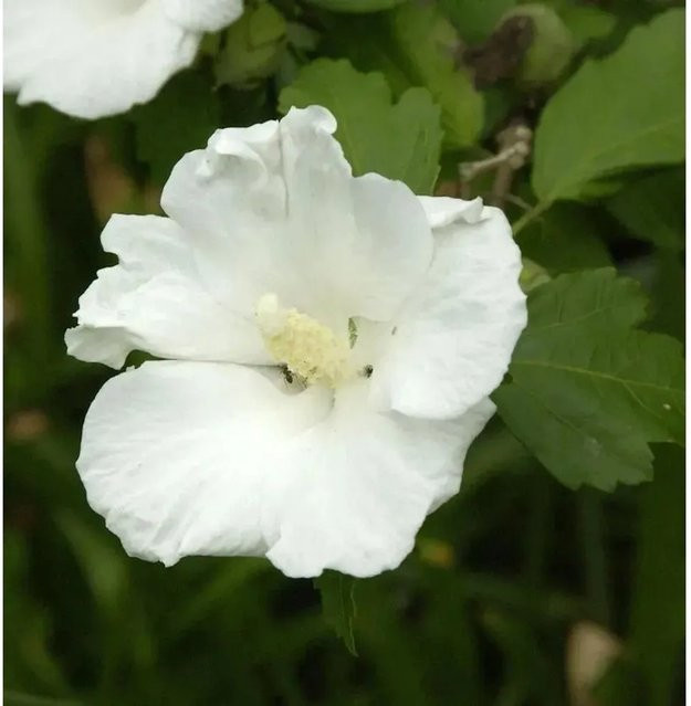 Nr-01.de Hochstamm Garteneibisch Flower Tower White Hibiscus syriacus, weiß - Bild 1
