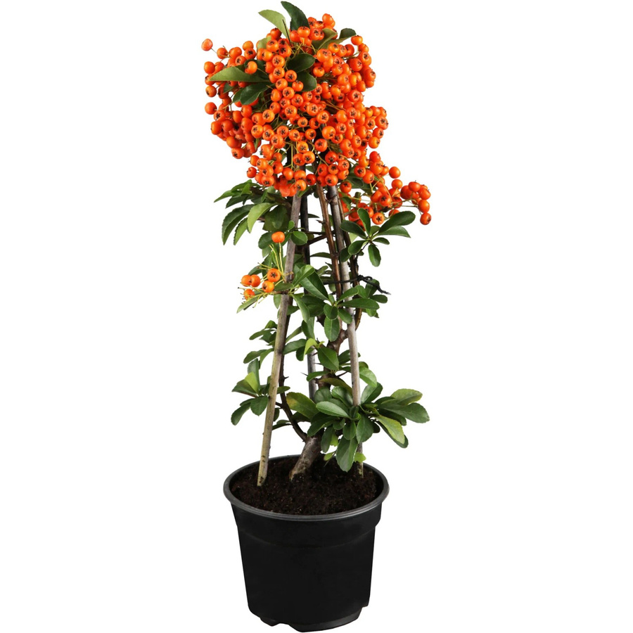 GROW by OBI Feuerdorn Pyracantha mit orangenen Beeren, Höhe: 55 cm - Bild 2