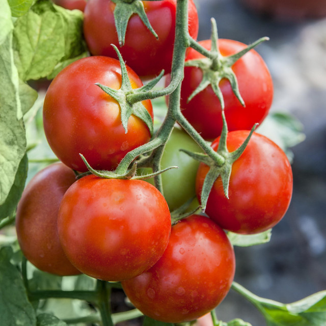 BIO Freilandtomate Phantasia Lycopersicon esculentum von BLUME2000 pflegeleicht für Gartenbeet oder Hochbeet - Bild 1