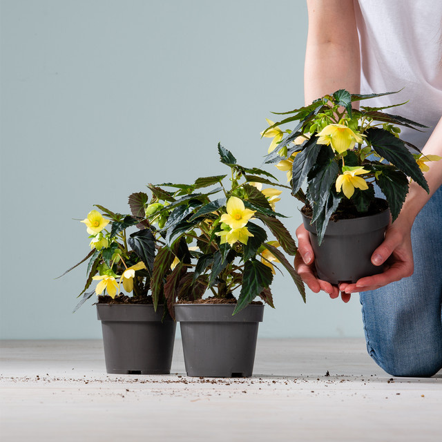 3er Set Begonia boliviensis Hänge-Begonien in Gelb von BLUME2000 für Balkon und Blumenampeln - Bild 1