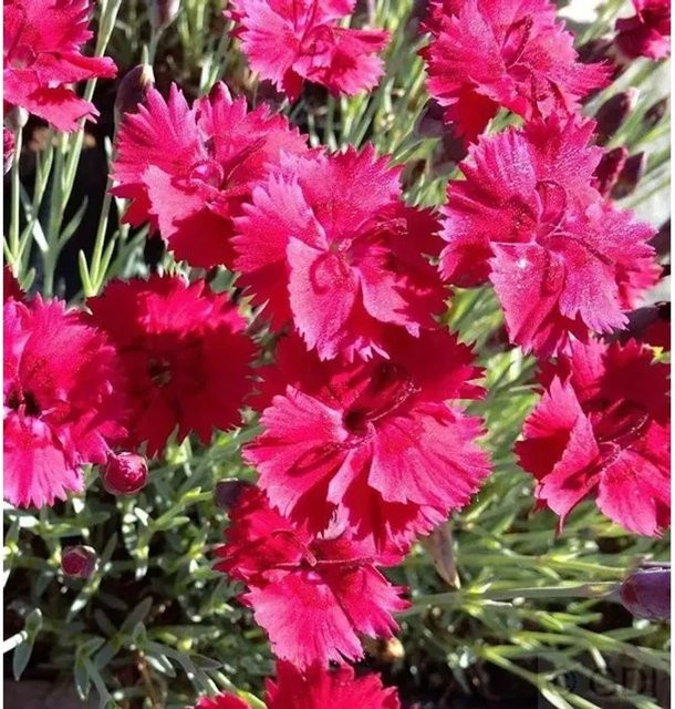 Pfingstnelke Badenia Dianthus gratianopolitanus als mehrjährige Staude für Steingärten und Naturgärten von Nr-01.de - Bild 1