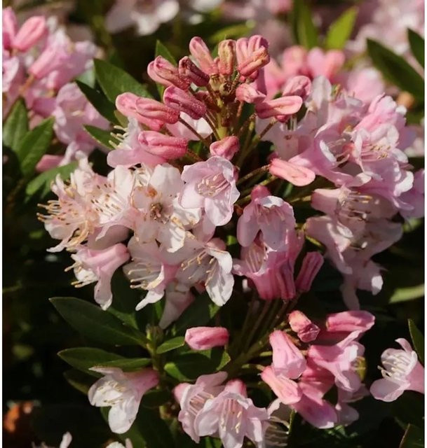 Kleinblütiger Rhododendron Bloombux Rhododendron micranthum Strauch für den Garten - Bild 1