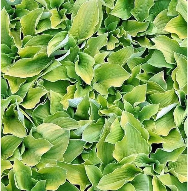 Hosta sieboldiana August Moon Grünblattfunkie von Nr-01.de als Bodendecker - Bild 1