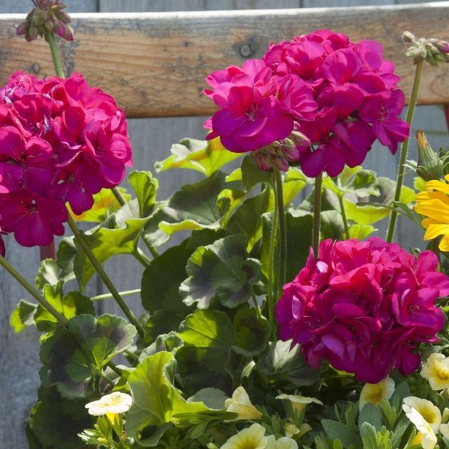 Aufrechte Geranie in Violett von Mein schöner Garten Shop - Bild 1