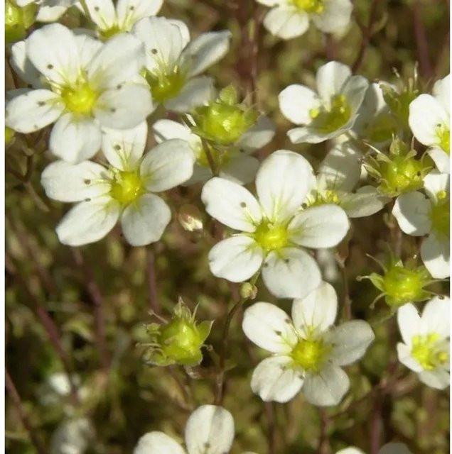 Moos-Steinbrech Saxifraga hypnoides pink von Nr-01.de als mehrjährige Pflanze für Steingärten und Trockenmauern - Bild 1