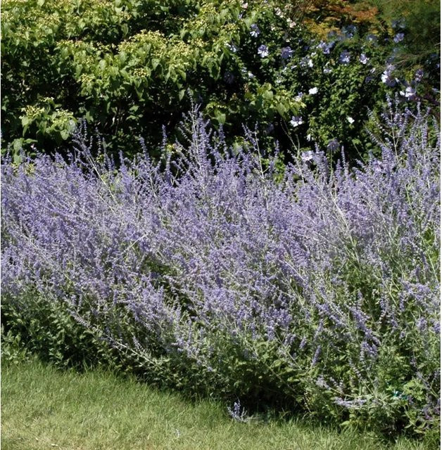 Perovskia abrotanoides Blauraute Silver Scepter Halbstrauch in Blau und Silber, Höhe: 30-40 cm - Bild 1