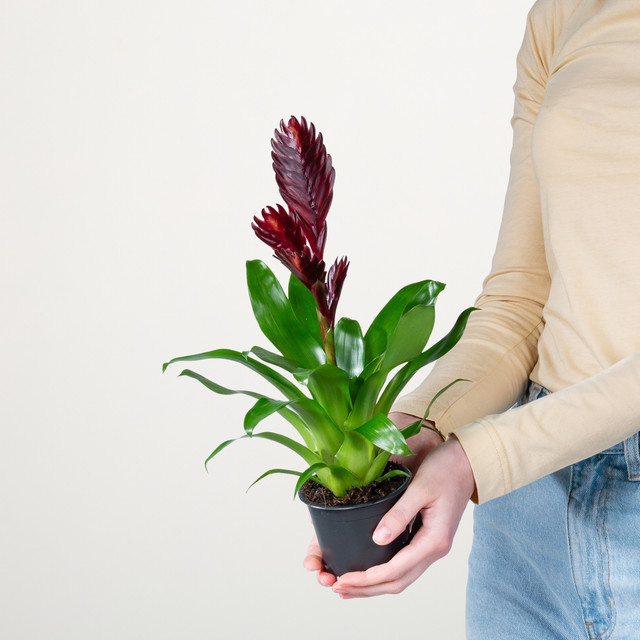 Vriesea Cathy Zimmerpflanze von BLUME2000 in Grün, Rot und Mehrfarbig - Bild 1
