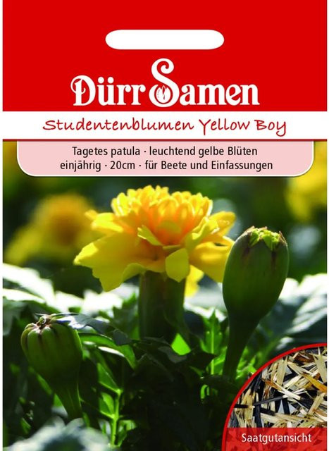 Dürr Studentenblumen Yellow Boy Gelb Einjähriges Saatgut 100 g - Bild 1
