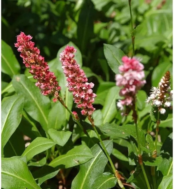 Schneckenknöterich Kabouter Persicaria affinis pink Bodendecker für Staudengärten und Steingärten - Bild 1