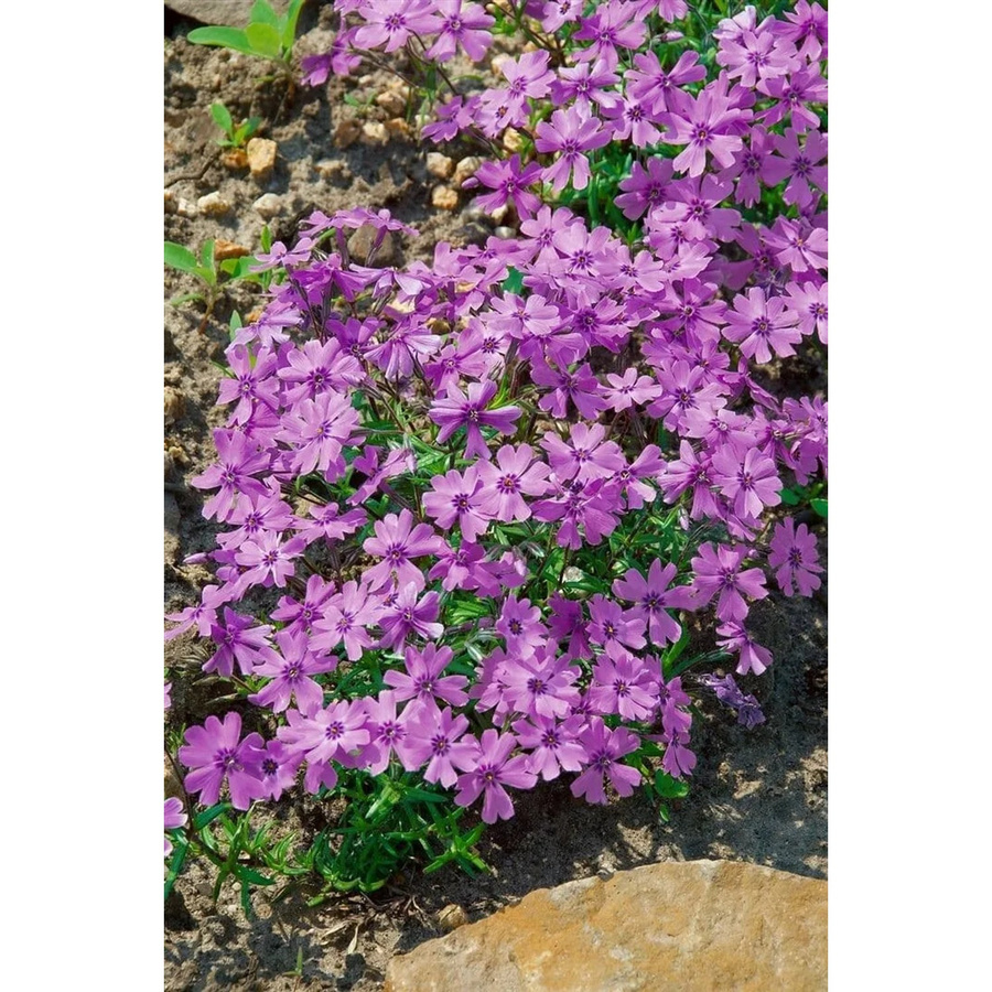 Phlox Subulata Purple Beauty Teppichphlox Lila, pflegeleichte Bodendecker-Pflanze im Topf - Bild 2