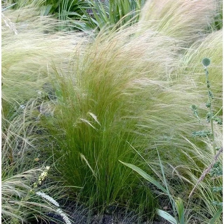 Pracht-Federgras Stipa pulcherrima grüne Staude für den Außenbereich