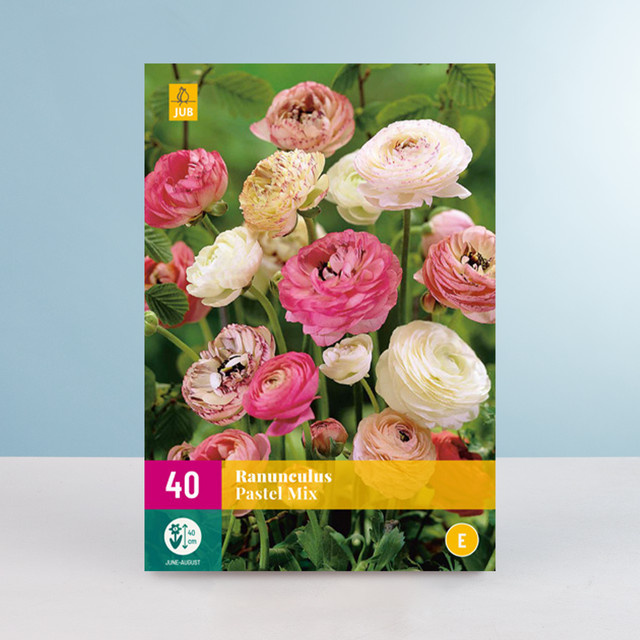 Ranunkeln Pastel Mix Blumenzwiebeln von BLUME2000 mit 40 Knollen für Gartenbeet, Balkon und Terrassenkübel - Bild 1