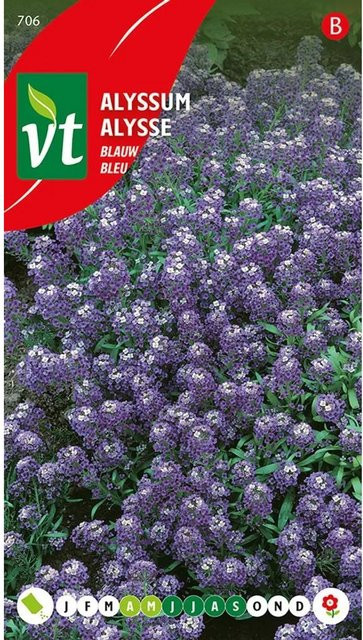 Arborix Steinkraut Samen mit blauen Blüten für Beet und Garten, 0,5 g - Bild 1