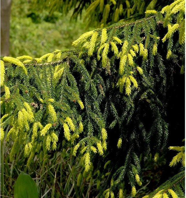 Goldspitzen-Fichte Picea orientalis Aureaospicata von Nr-01.de, Höhe: 80-100 cm, grün-gelb - Bild 1