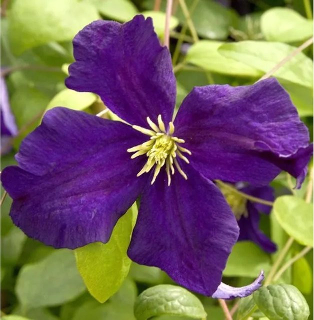 Clematis viticella Blue Belle Waldrebe in Blau und Violett als Kletterpflanze für den Garten - Bild 1