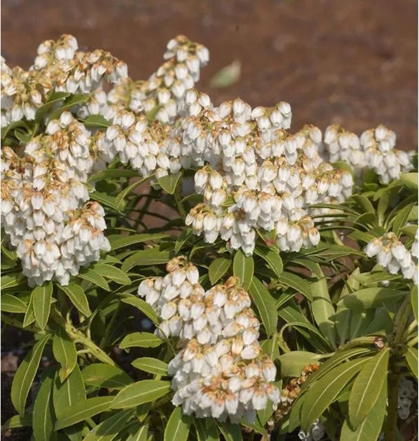 Pieris japonica Cupido Lavendelheide Schattenglöckchen mit weißen Blüten, Höhe: 20-25 cm - Bild 1