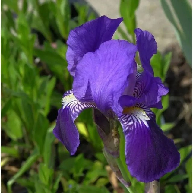 Schwertlilie After Dark Iris barbata als lila Beetpflanze von Nr-01.de - Bild 1