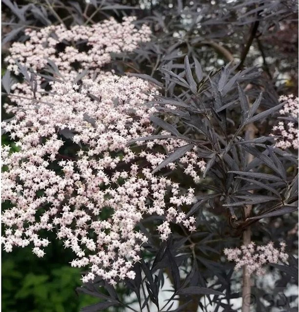 Schwarzer Holunder Black Lace Sambucus nigra Zierstrauch für Garten und Park - Bild 1