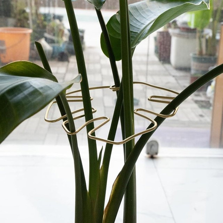Robustes Bambus-Clip-Set in Weiß und Gold zur Unterstützung von Kletterpflanzen und Monstera als dekoratives Gartenzubehör