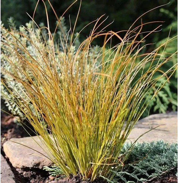Carex testacea Neuseeland Segge Prairie Fire im Topf, mehrfarbig (grün, orange) - Bild 1