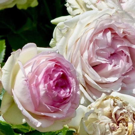 Kletterrose Pierre de Ronsard von Arborix in Rosa mit großen gefüllten Blüten