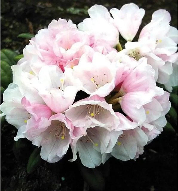 Rhododendron Edelweiß Alpenrose Heckenpflanze von Nr-01.de, Höhe: 50-60 cm - Bild 1
