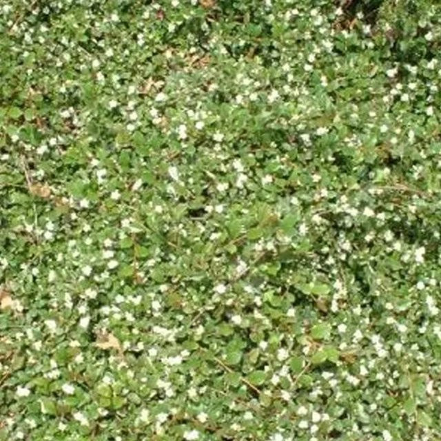 Arborix Teppichmispel Major Cotoneaster dammeri mit dunkelgrünem Laub im Container - Bild 1