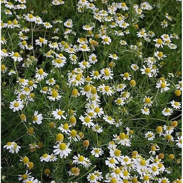 Echte Kamille Matricaria recutita als mehrjährige Gartenpflanze von Die Nr-01.de im Topf - Bild 1