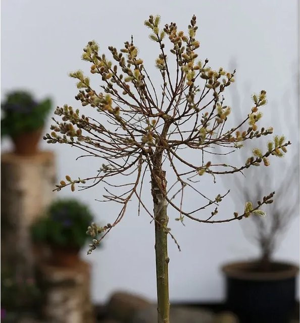 Salix subopposita Hochstamm Zwerg-Zierweide von Die Nr-01.de, grün - Bild 1