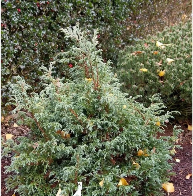 Zwerg Silberzypresse Baby Blue Chamaecyparis pisifera von Nr-01.de - Bild 1