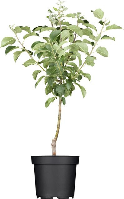 GROW by OBI Bio Winterapfel Roter Boskoop im Topf, Farbe Rot-Gelb, Höhe: ca. 130 cm, Topfinhalt: ca. 7 l - Bild 1